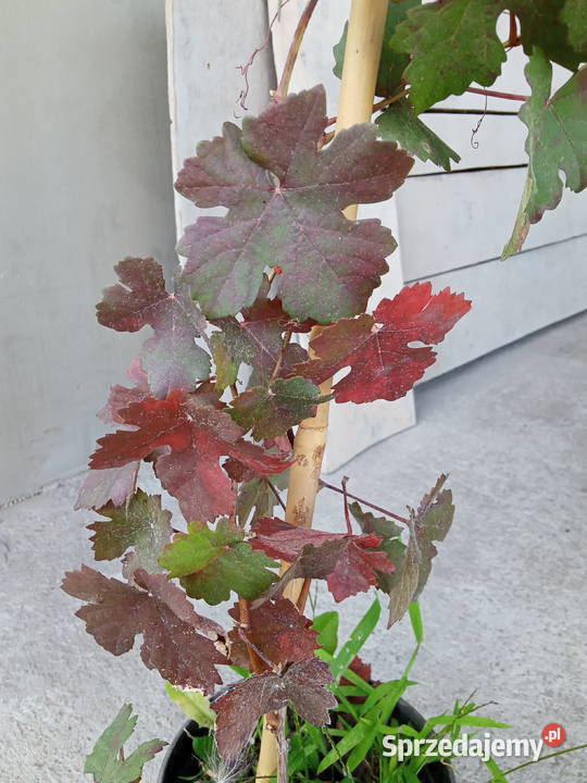 Winorośl ozdobna Mrocza sprzedam
