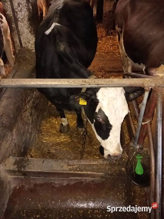 Krowy mleczne trzy sztuki Gowidlino sprzedam