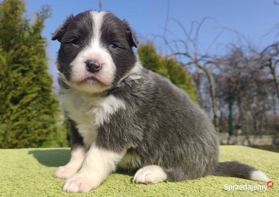 Rasowy Pies Border Collie maści BLUE Szczeniak Iwonicz