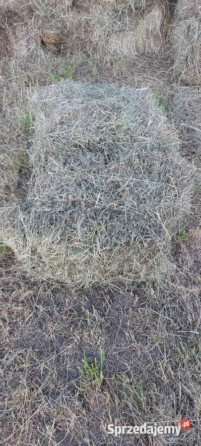 Siano 12pokos 2025 Koszyce