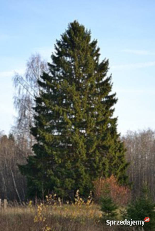 ŚWIERK POSPOLITY Picea abies NASIONA 1200 sztuk kujawsko-pomorskie Lubanie