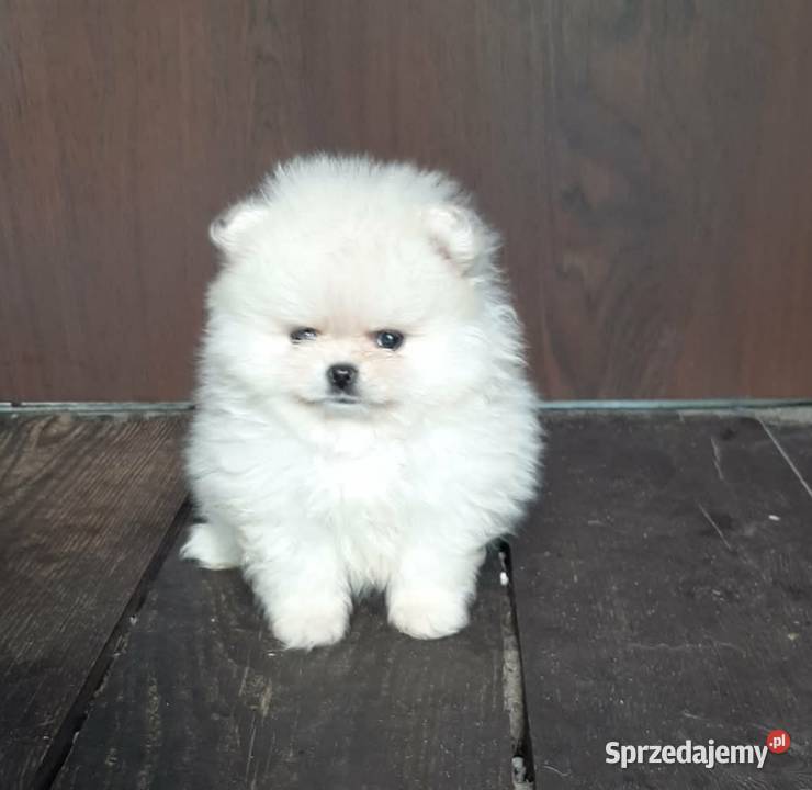 Szpic miniaturowy pomeranian miś Pabianice sprzedam