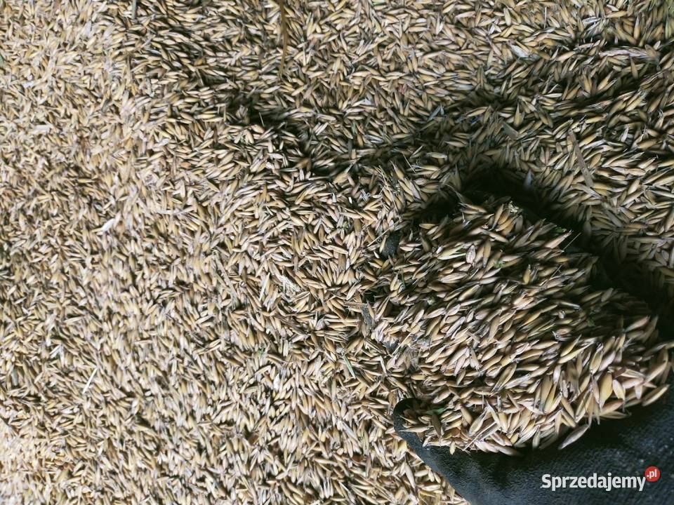 Owies mieszanka Pace sprzedam