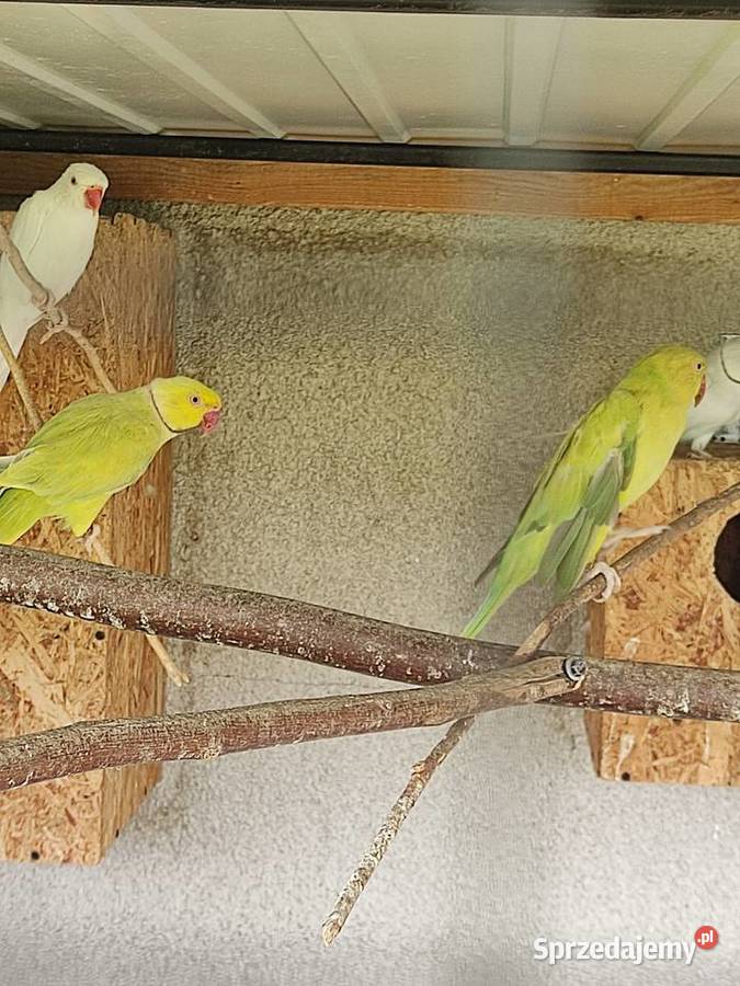 Sprzedam parę aleksandretty obrożnej Widawa