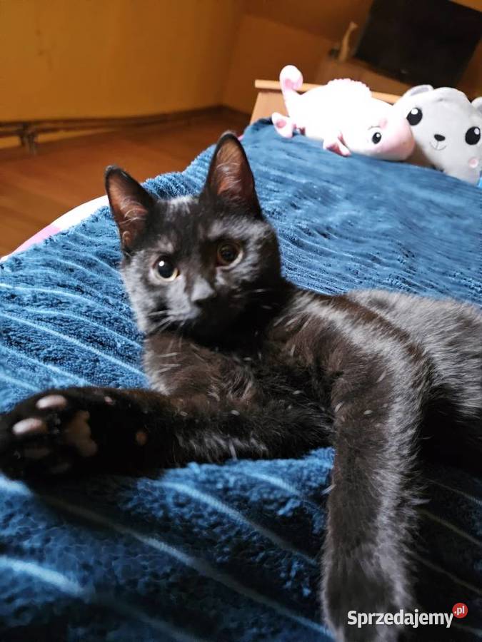 Dom mąkoszyce dachówka