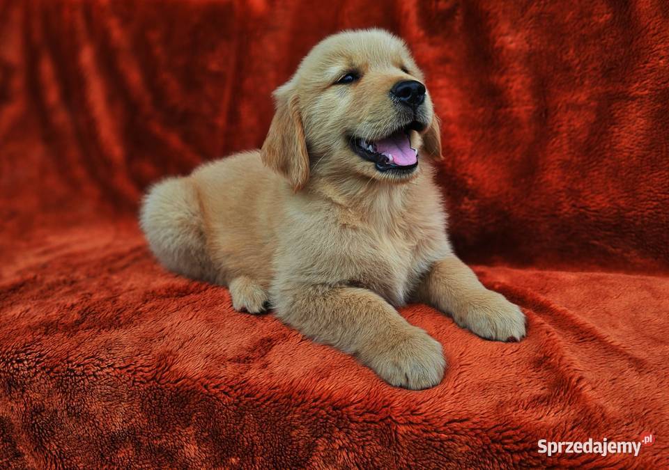 Golden Retriever złoty szczeniak łódzkie Polesie sprzedam