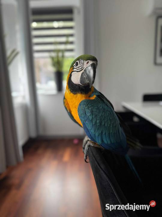 Ręcznie wykarmione Ary sprzedam