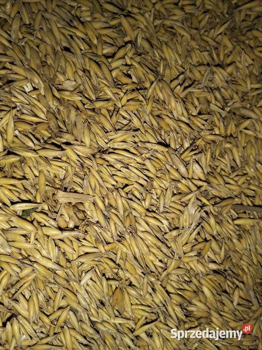 Owies zbiór 2025 Gumieniec