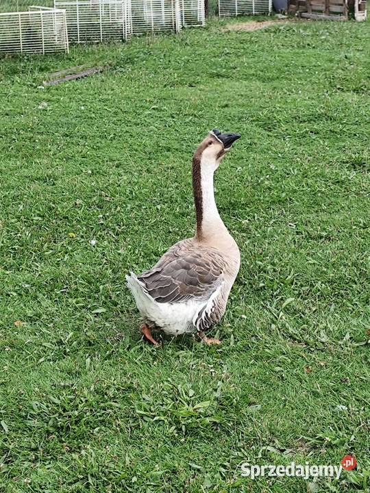 Gąsior garbonosy śląskie