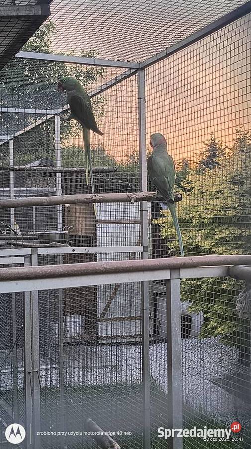 Aleksandretty Wielkie para Siemianowice Śląskie