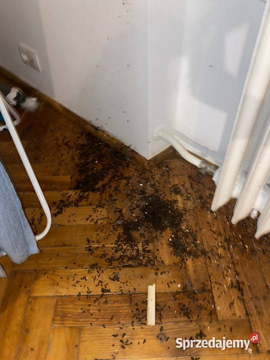 Dezynfekcja śmierci w samotności Kętrzyn Vector