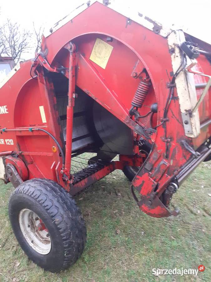 Sprzedam prase krone 120 lubelskie Radecznica