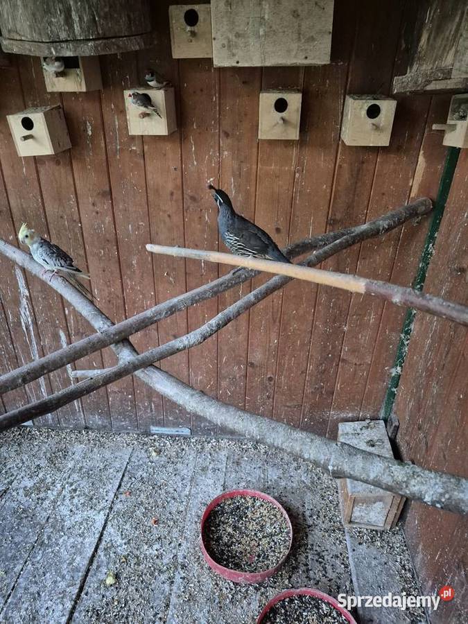 Przepiórki kalifornijskie śląskie Dąbrowa Górnicza