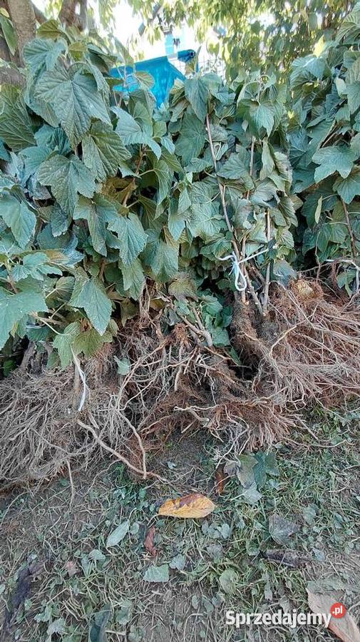 Sadzonki porzeczki czarnej sadzonka porzeczka lubelskie Wola Obszańska sprzedam