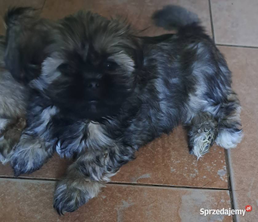 Przepiekne szczenieta lhasa apso kuzyn shih tzu pomorskie Czersk sprzedam
