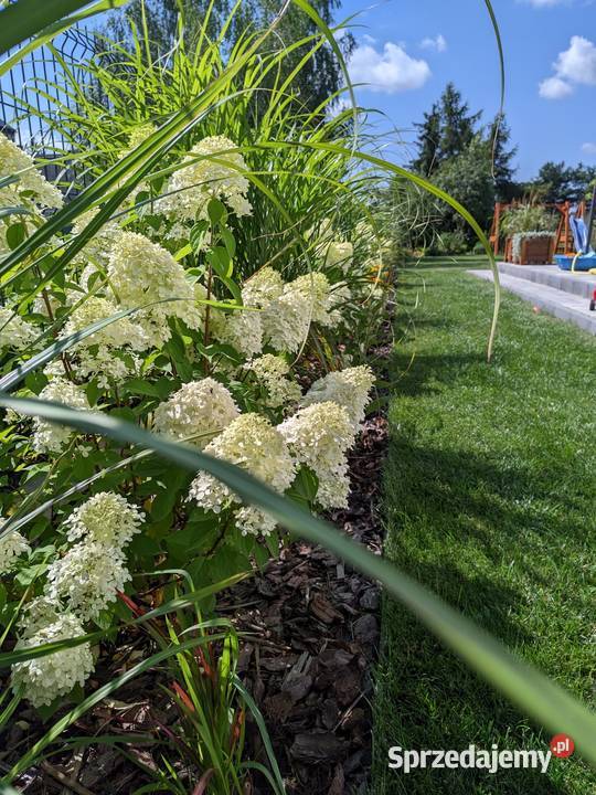 Koszenie trawy nieużytków bezemisyjne Aku Rokietnica