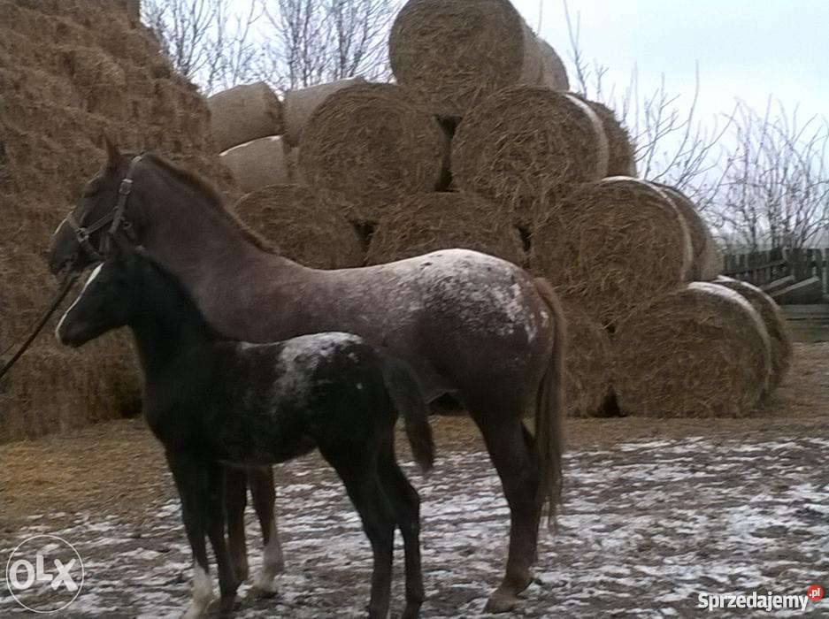 Klacz tarantkatarant Zwierzęta Grabowiec sprzedam