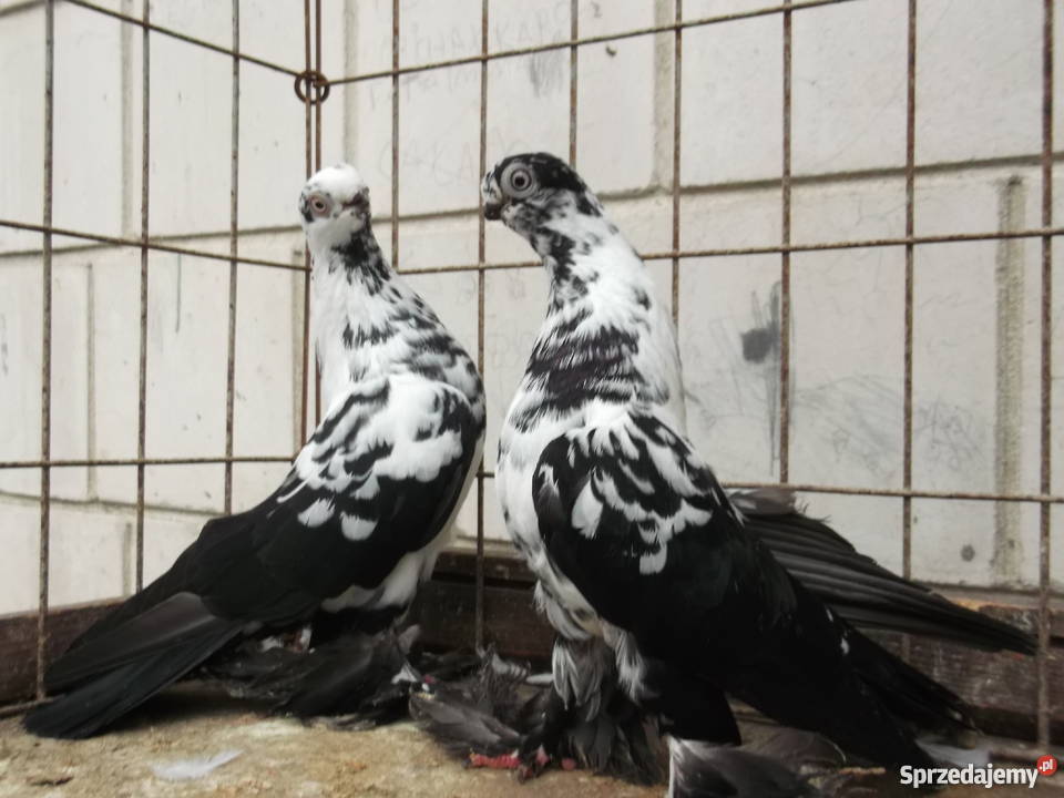 Sprzedam gołąbki ozdobne Garwolin sprzedam