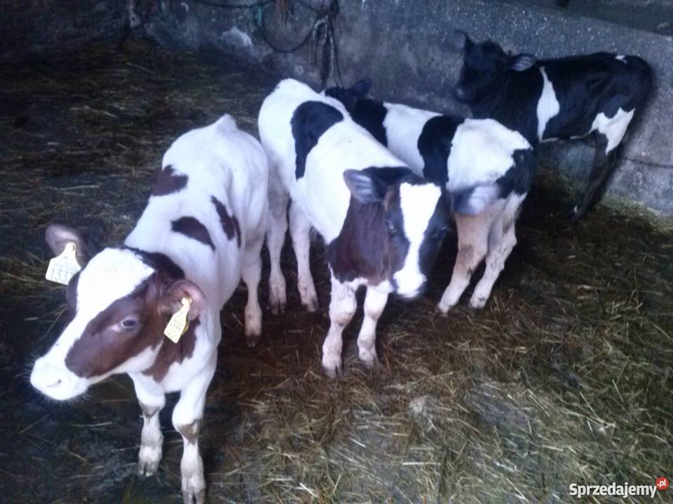 Cielaki jałówki i byczi żarłoki kujawsko-pomorskie Lipno