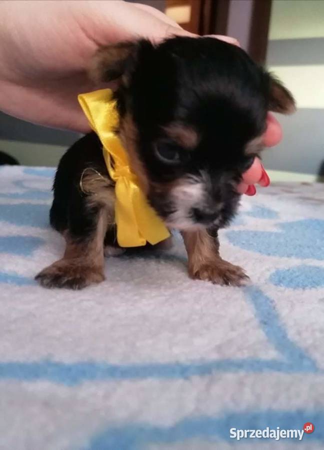 York shire terrier biewer carrier szczenięta Chorzów