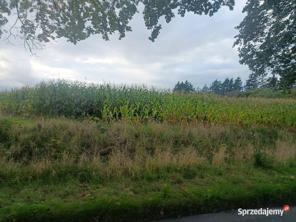 Kukurydza na kiszonke wielkopolskie Głomsk