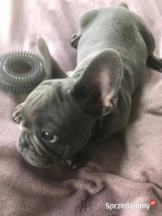 Buldog francuski Bielany Wrocławskie