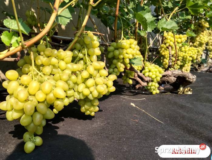 Sadzonki obiecujących odmian winogron mazowieckie Warszawa