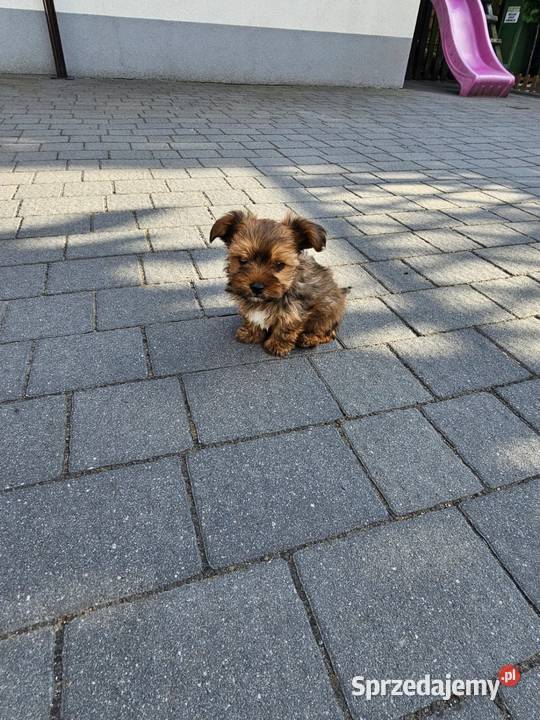 York terrier chłopczyk Chróścin sprzedam