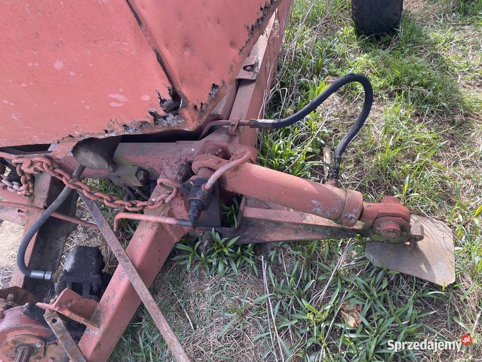 Cyklop sprzedam Goździk