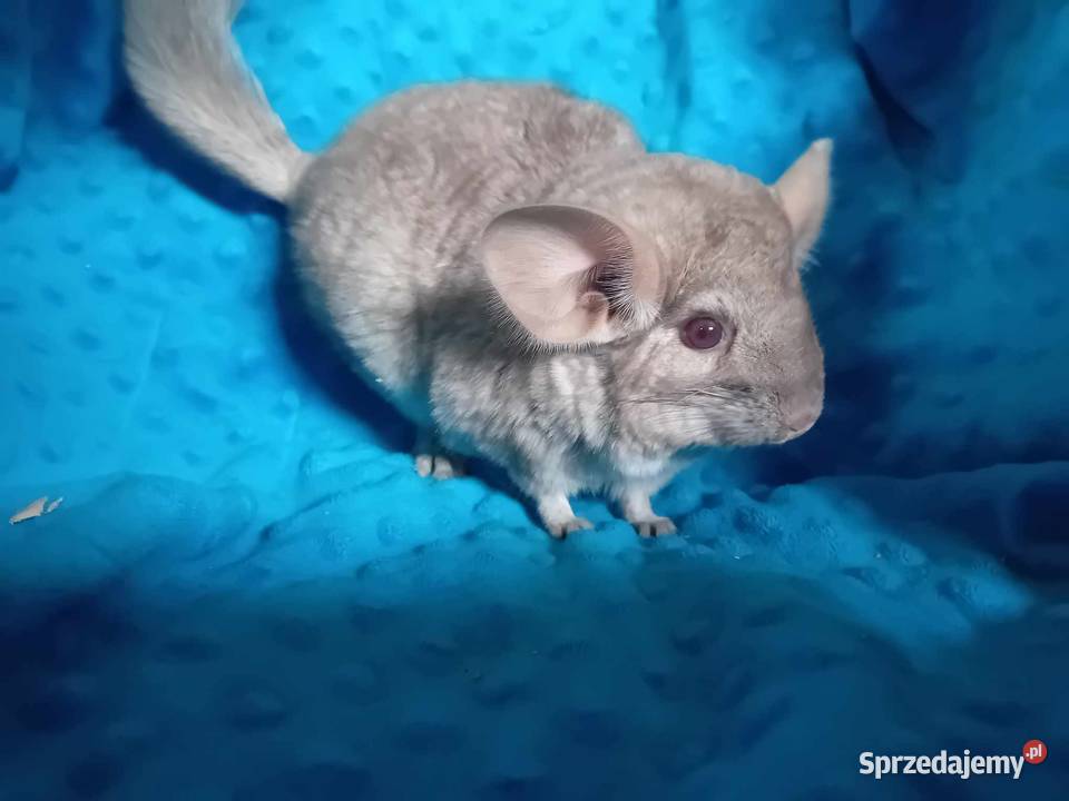 Szynszyla BEZ samiczka Gryzonie małopolskie Rzyki