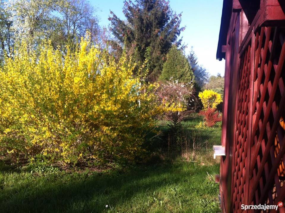 Działka ROD Imielińska 400 m wodą Warszawa