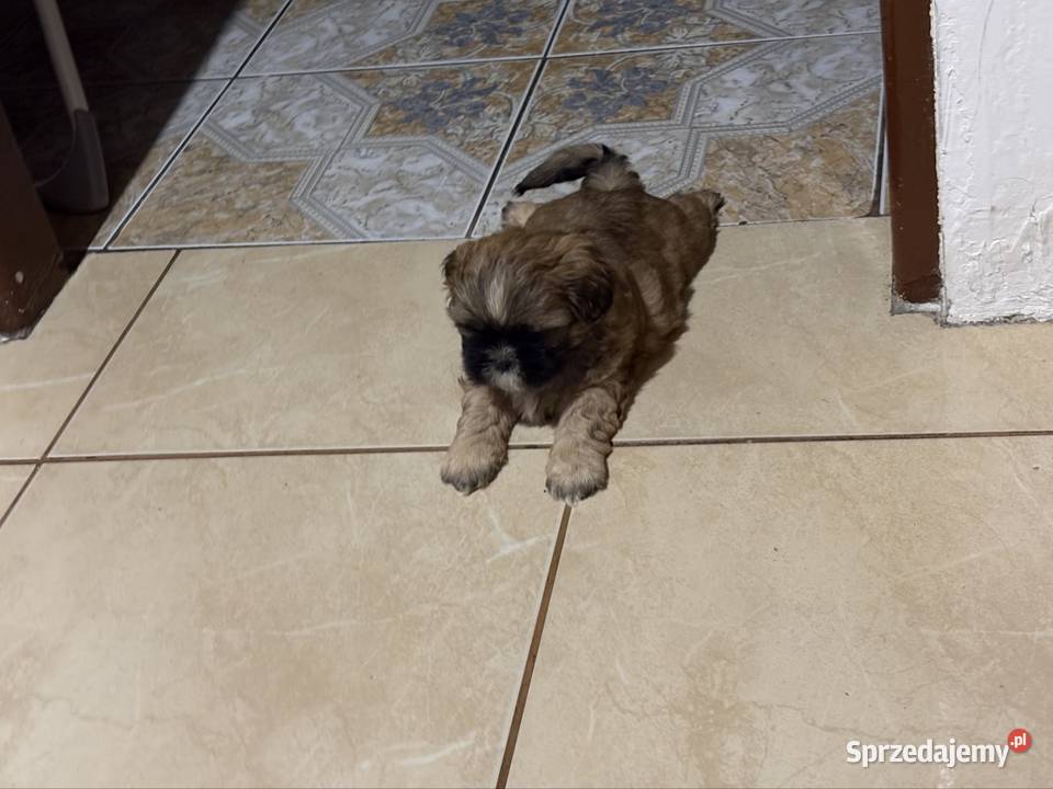 Piesek shih tzu Ciechanów sprzedam