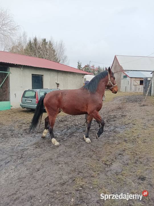 Klacz SP 34 śląska Piórków