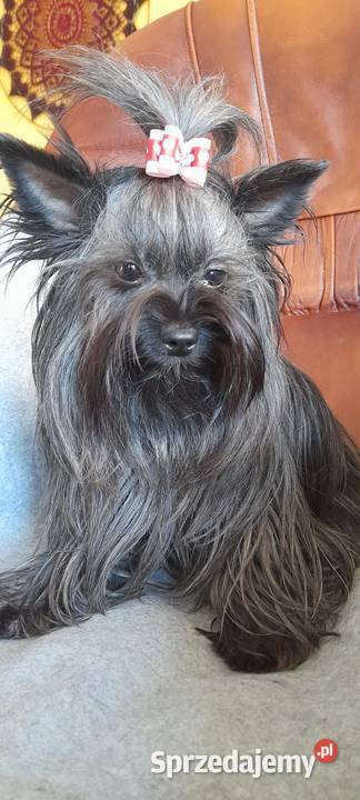Yorkshire Terrier Black Tan Rumia