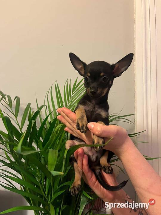 Szczenięta Toy Terrier łódzkie Piotrków Trybunalski