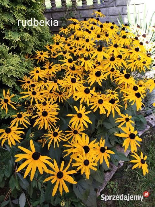 Rudbekia błyskotliwa bylina sadzonki śląskie Jaworzno