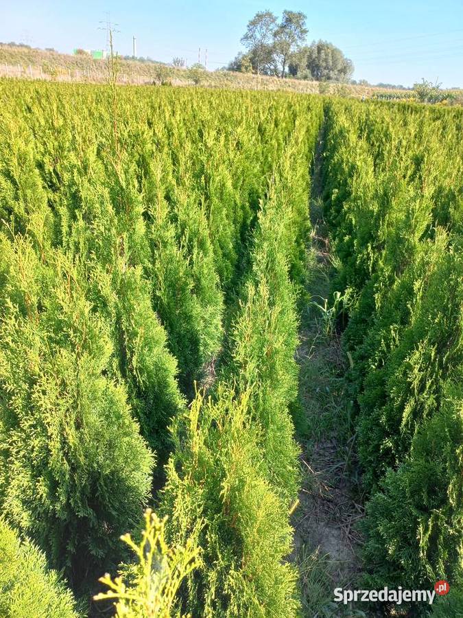 TujeTuja Szmaragd 100 sadzenietransport małopolskie Kraków sprzedam