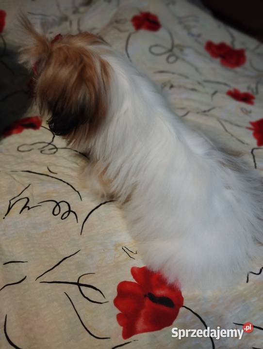 Suczka Shih Tzu Shih Tzu