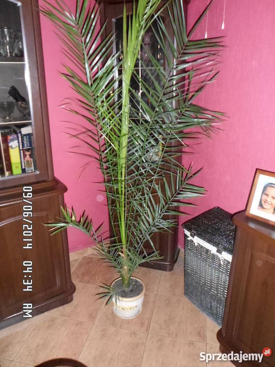 Mieszkanie 1 piętro Gaj Mały