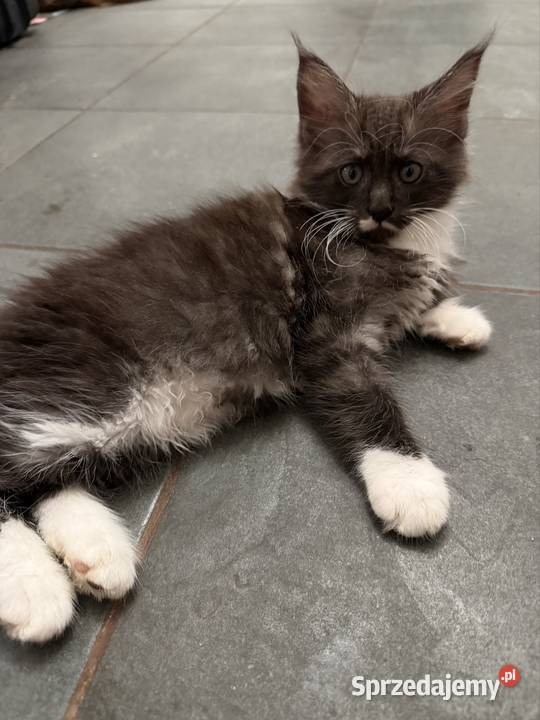 Maine coon kocięta pomorskie