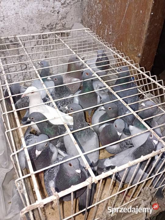 Gołębie pocztowe