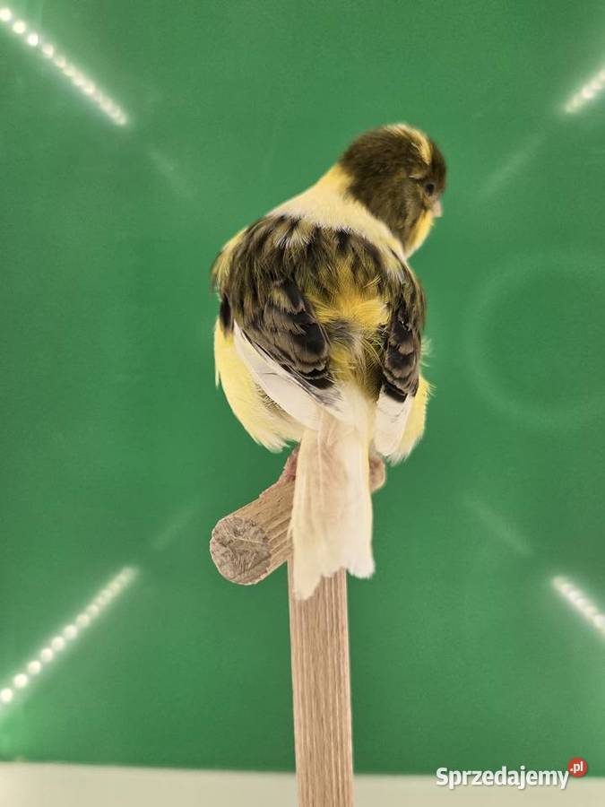 Kanarki mini border Staszów