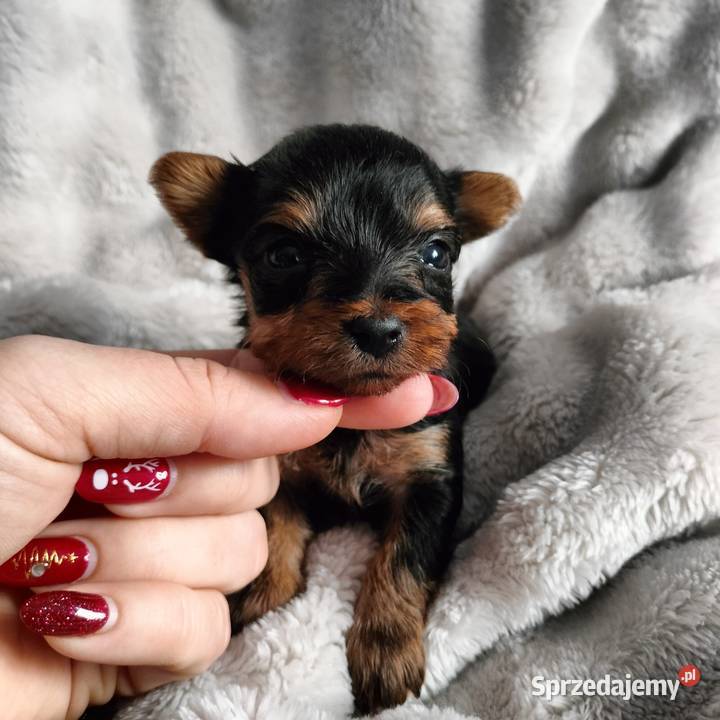 2 Pieski Yorkshire terrier do rezerwacji Łążynek sprzedam