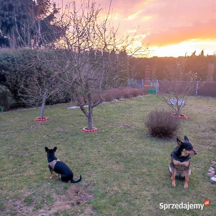 Działka ROD rekreacyjna