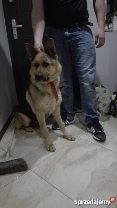 Szczeniaki owczarek niemiecki Owczarek Świdnica