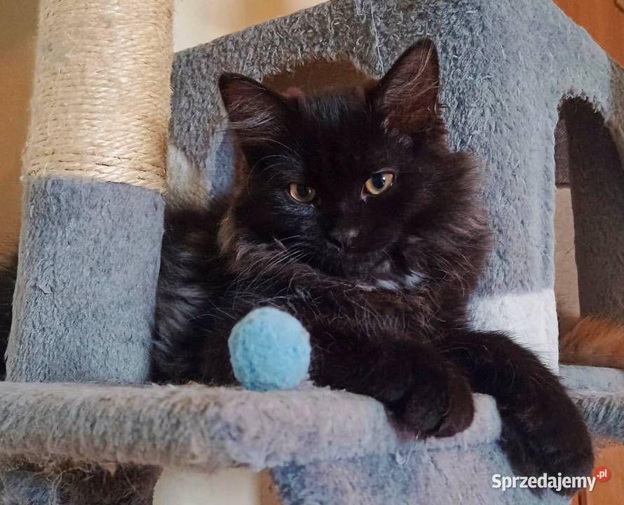 Śliczny Kocurek Syberyjski Odi PZFWCF Sochaczew sprzedam