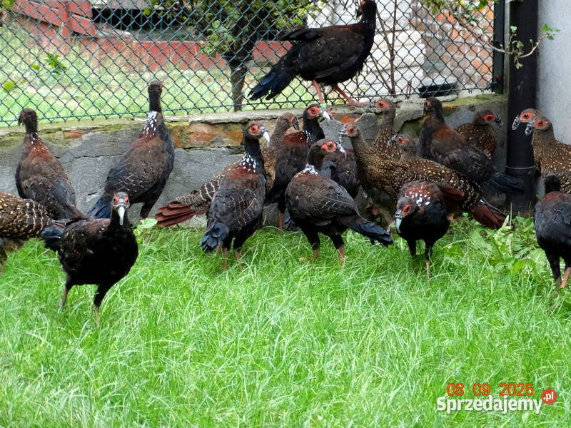 Sprzedam Bażanty Swinhoe Kiśćce Tajwańskie Gostyń
