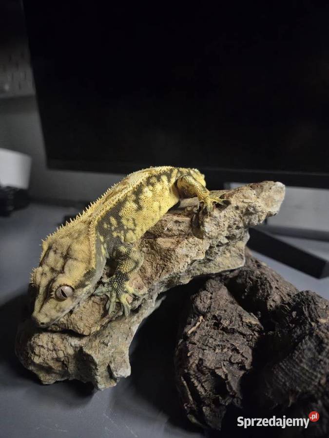 Gekon orzęsionyHarlequin Yellow37g frogbutt DO Gady i płazy