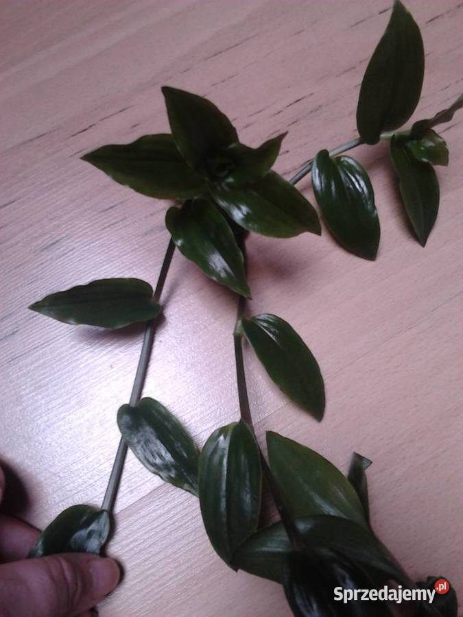 Tradescantia multicolor trzykrotka ciekawa Kraków sprzedam