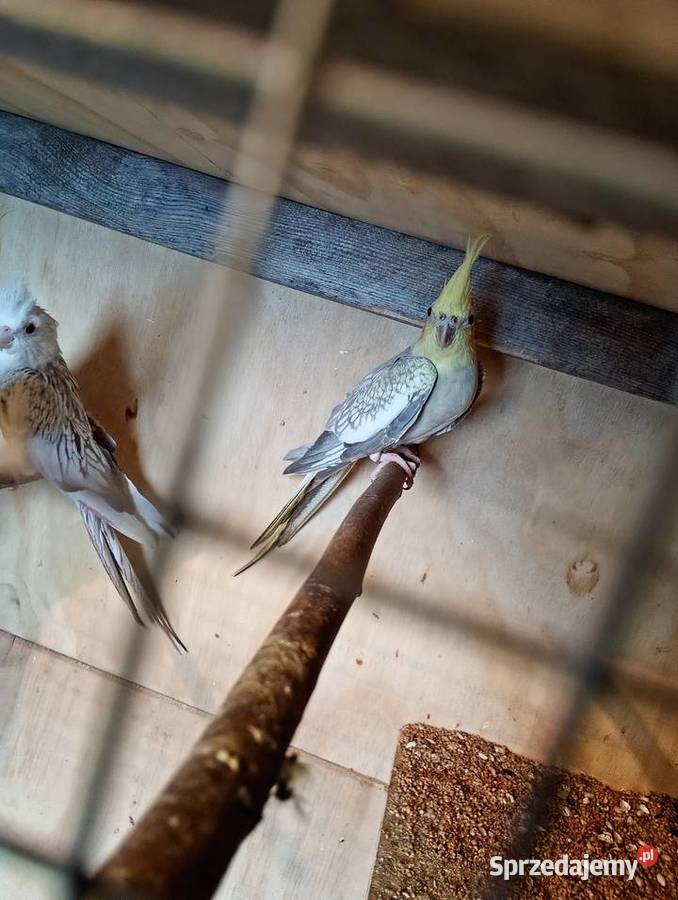 Nimfy zamienię papugi Starachowice